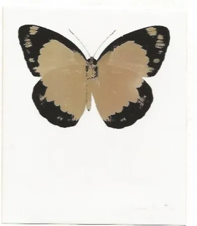 无技术 Hirst - Long Life Purple African Gold Imperial Purple Skull