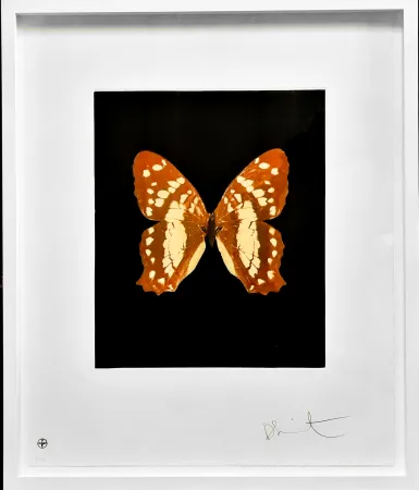 蚀刻飞尘法 Hirst - Regeneration - from the Butterflies portfolio, 2009 