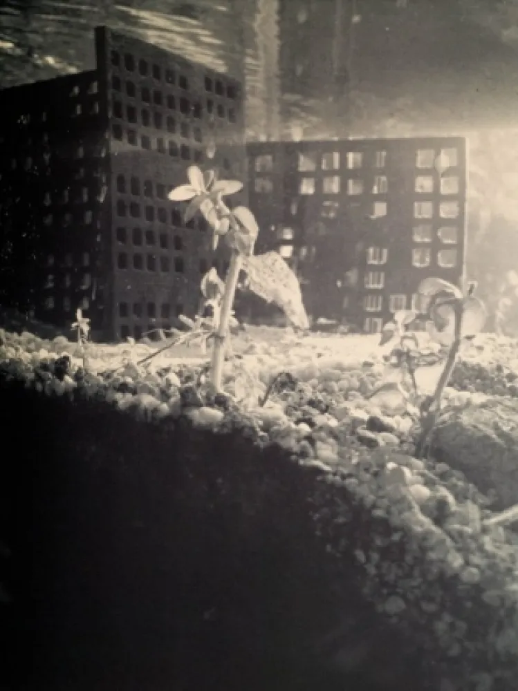 复数作品 Iglesias - Aquarium II, 1