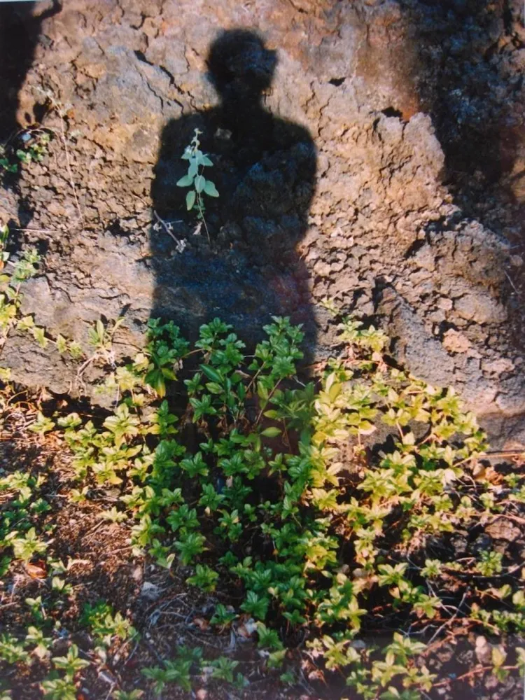 无技术 Jacobs - Shadows II