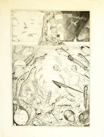 版画 Laboureur - Andomède