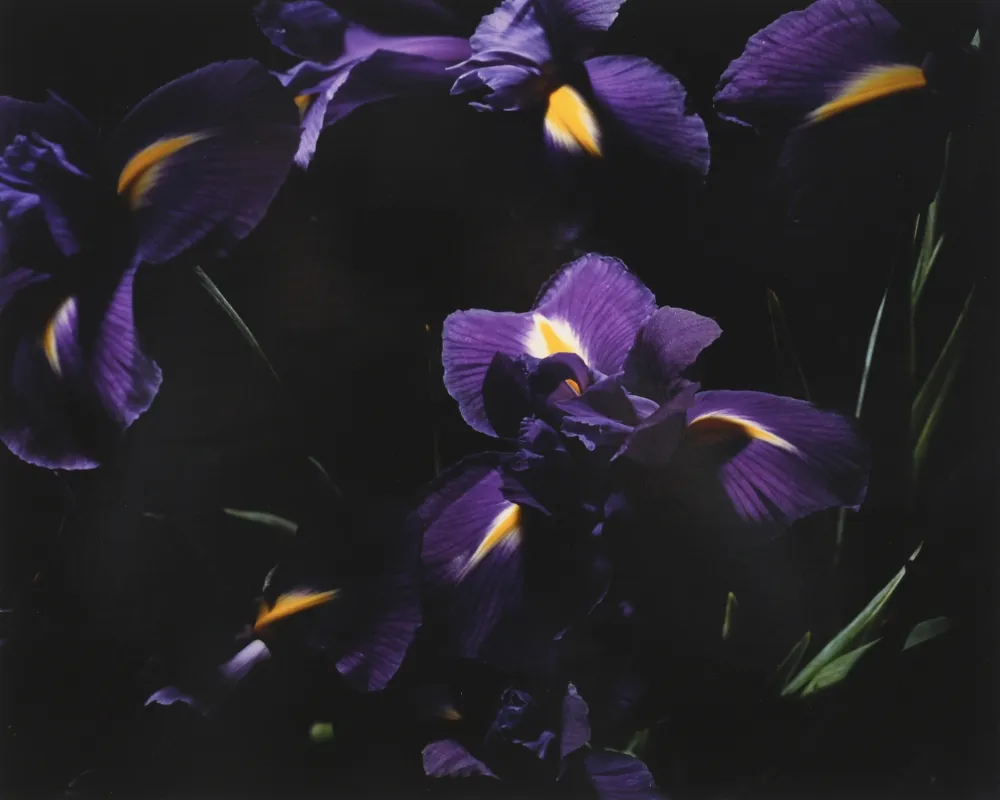 摄影 Lafontaine - L’Iris bleu