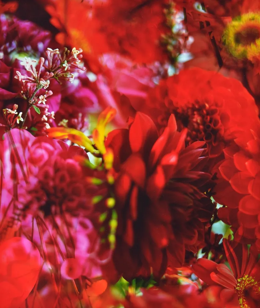 摄影 Lafontaine - Paradise Lost I