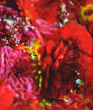 摄影 Lafontaine - Paradise Lost I