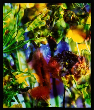 摄影 Lafontaine - Paradise Lost II