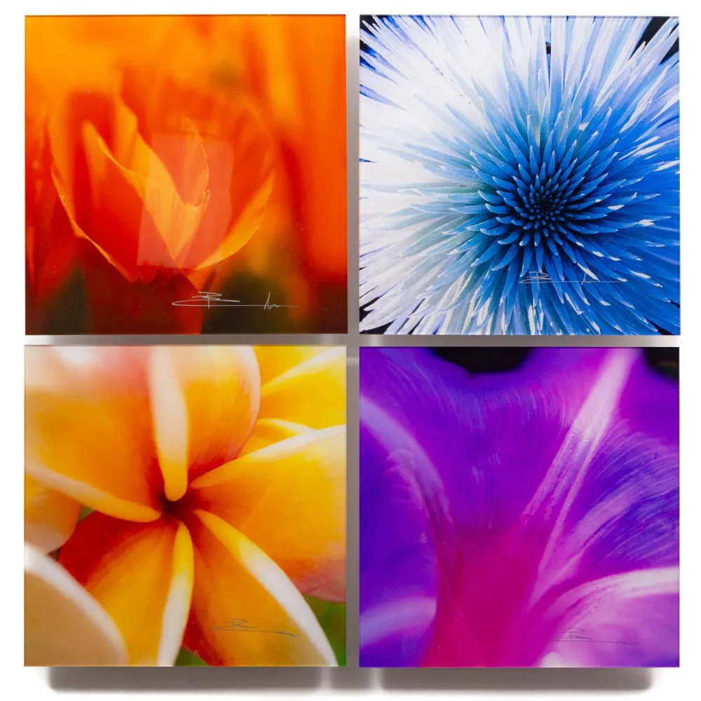 摄影 Lik - Flowers of Paradise