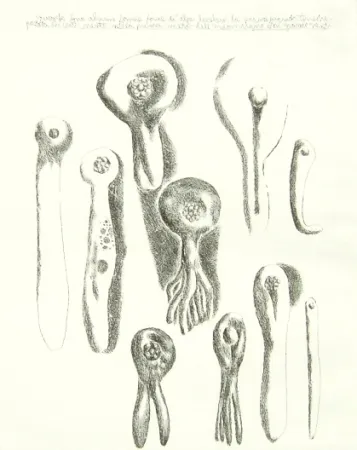 版画 Lionni - Senza titolo