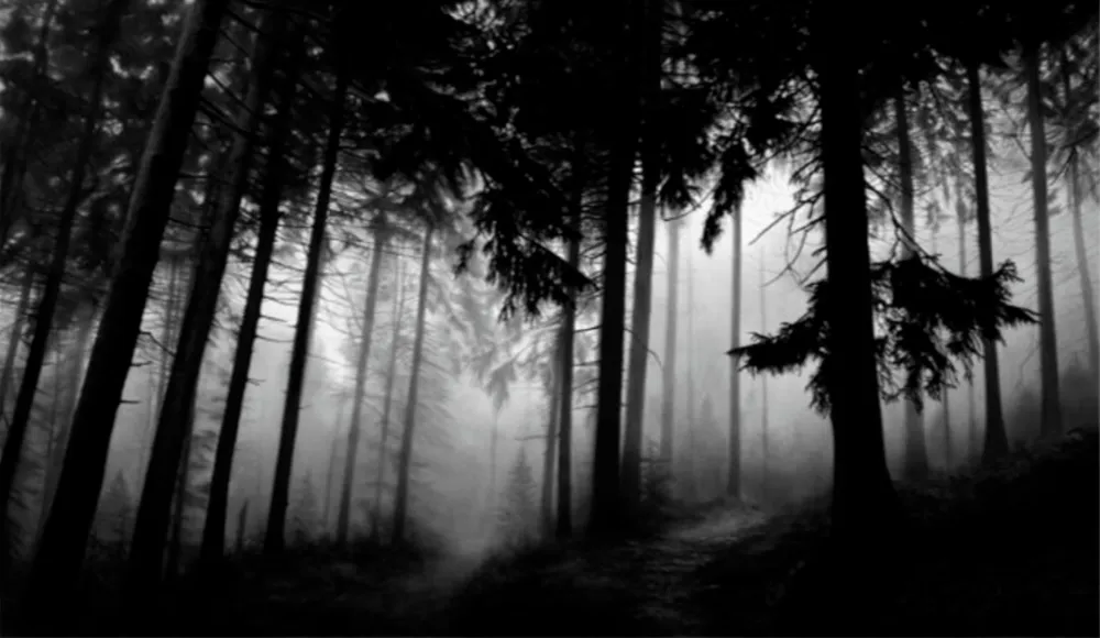 复数作品 Longo - Fairmount Forest