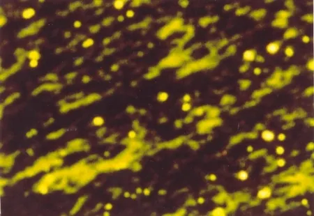 插图书 Luscher - Il sole in abisso