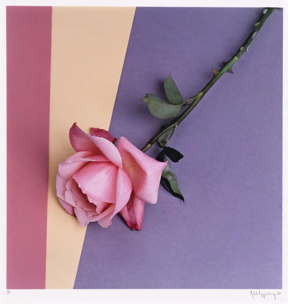 摄影 Mapplethorpe - Rose