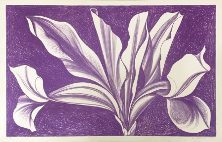 凸版印刷 Nesbitt - IRIS