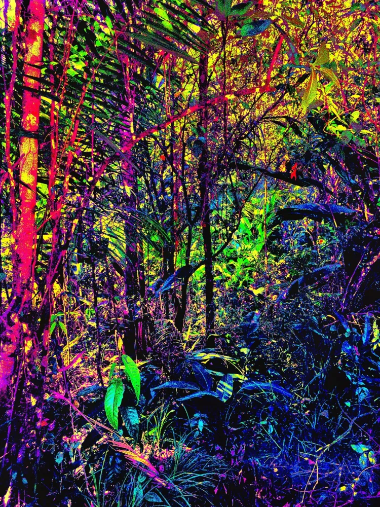 无技术 Pellarose - Amazonia