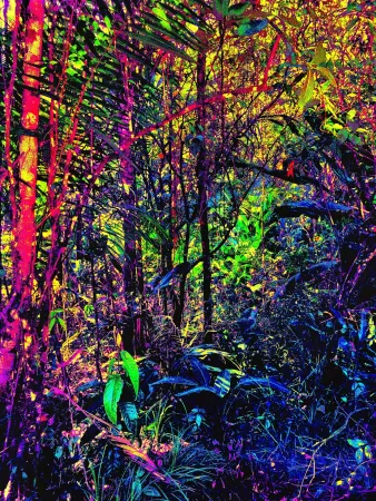 无技术 Pellarose - Amazonia