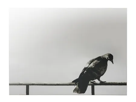 丝网印刷 Pistoletto - La Colomba