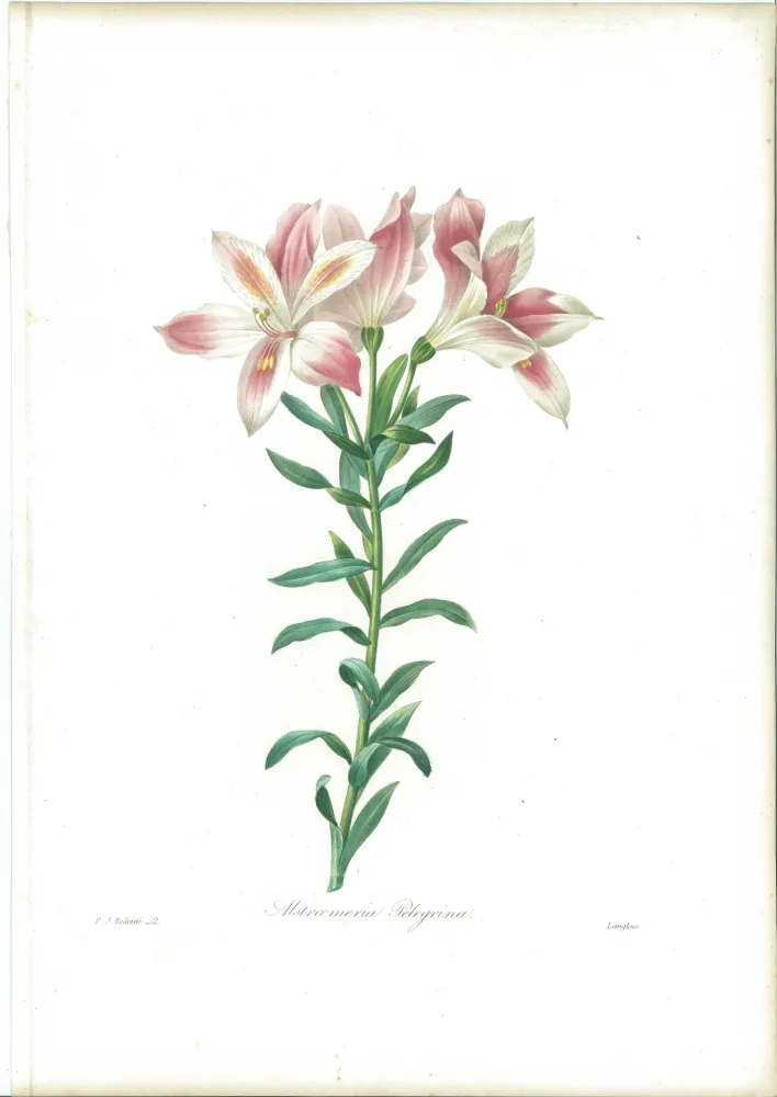蚀刻版画 Redouté - Alstroemeria Pelegrina
