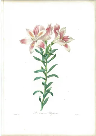 蚀刻版画 Redouté - Alstroemeria Pelegrina