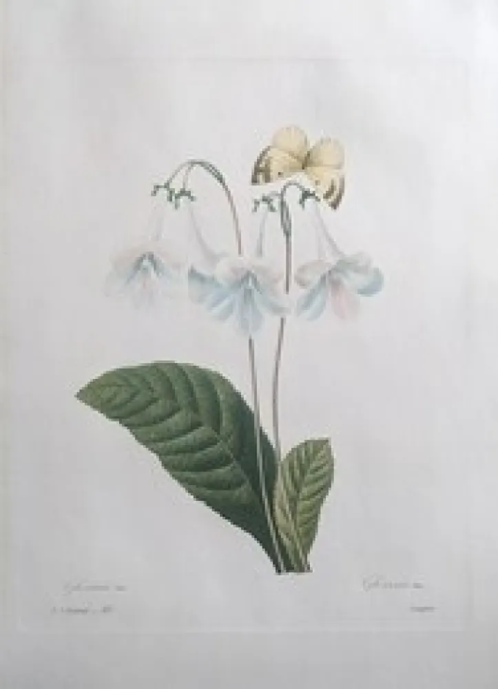 蚀刻版画 Redouté - Gloxinie / Gloxinis