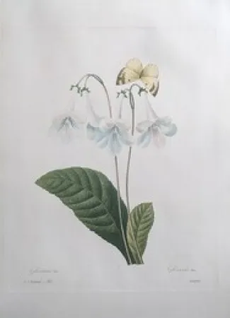 蚀刻版画 Redouté - Gloxinie / Gloxinis