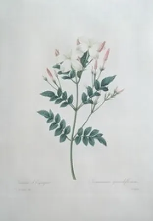 蚀刻版画 Redouté - Jasmin d'Espagne / Jasminum Grandiflorum
