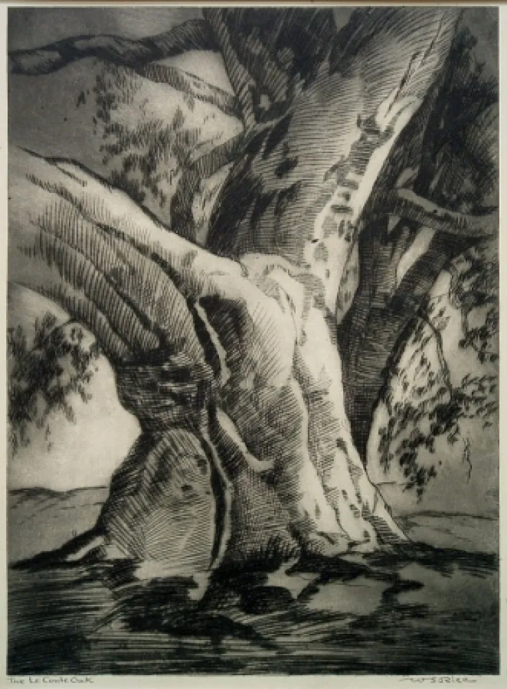 干刻版画 Rice - The Le Conte Oak