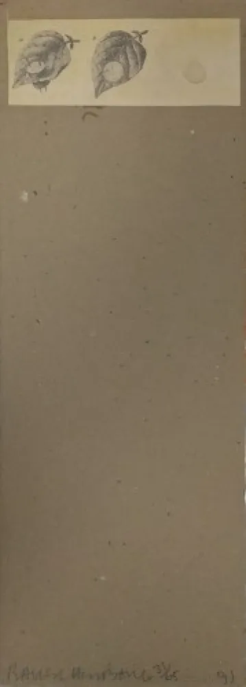 复数作品 Robert - Shirtboards Morocco, Italy