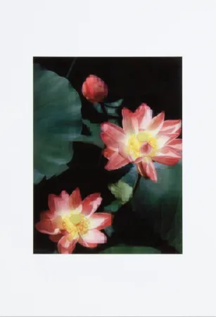 无技术 Ruff - Lotus Flower