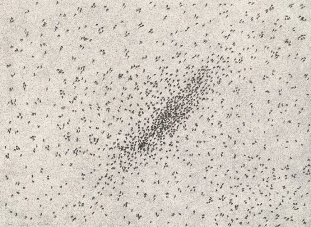 石版画 Ruscha - Insect Slants (Ants)