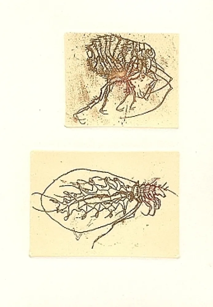 插图书 Saroni - Insettario