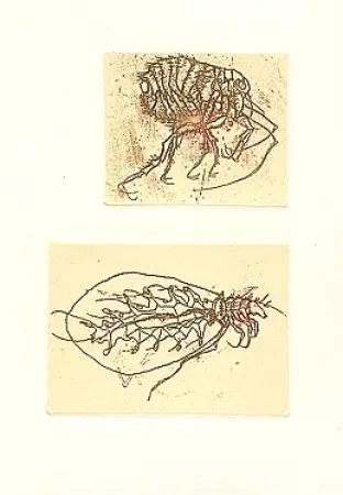 插图书 Saroni - Insettario