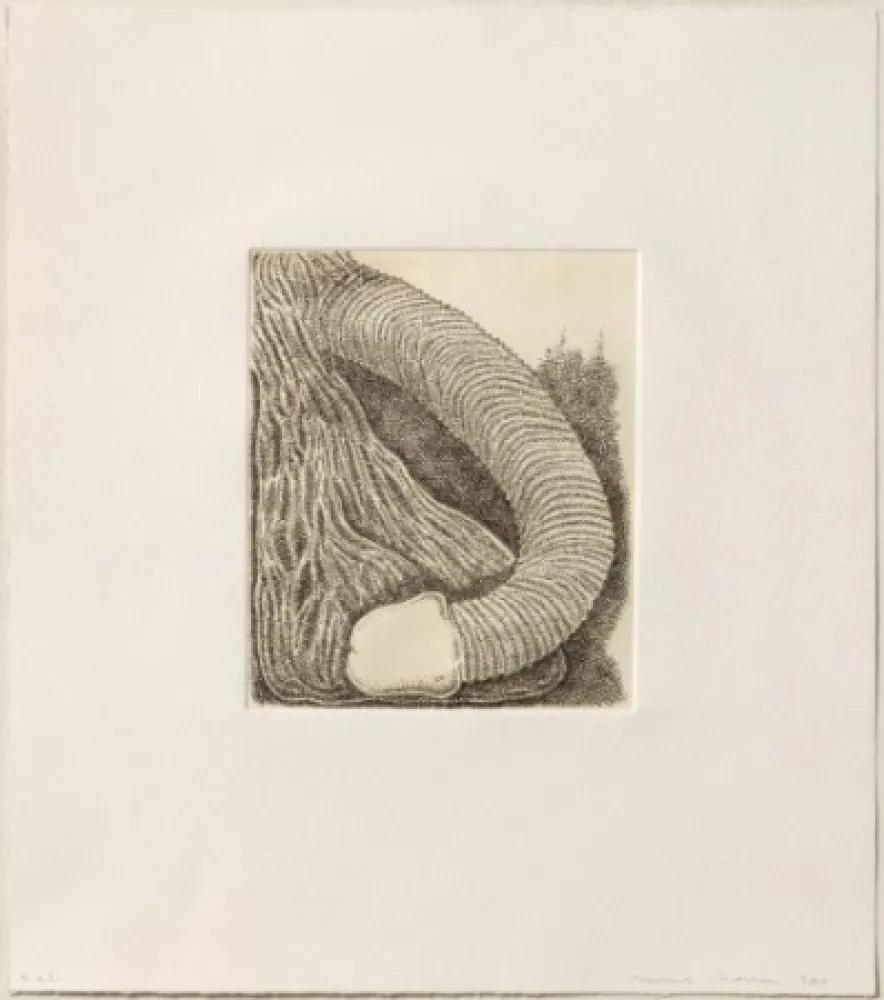 版画 Siena - Membre