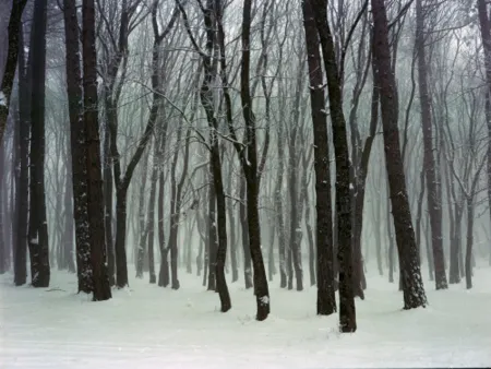 摄影 Sitchinava - Forest. Winter