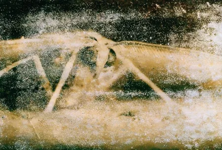 摄影 Starn - Atractted to Light 19 (Ephemera)