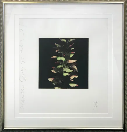 丝网印刷 Sultan - ACANTHUS