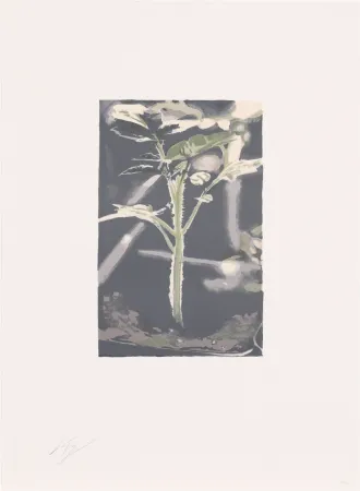 石版画 Tuymans - Gene