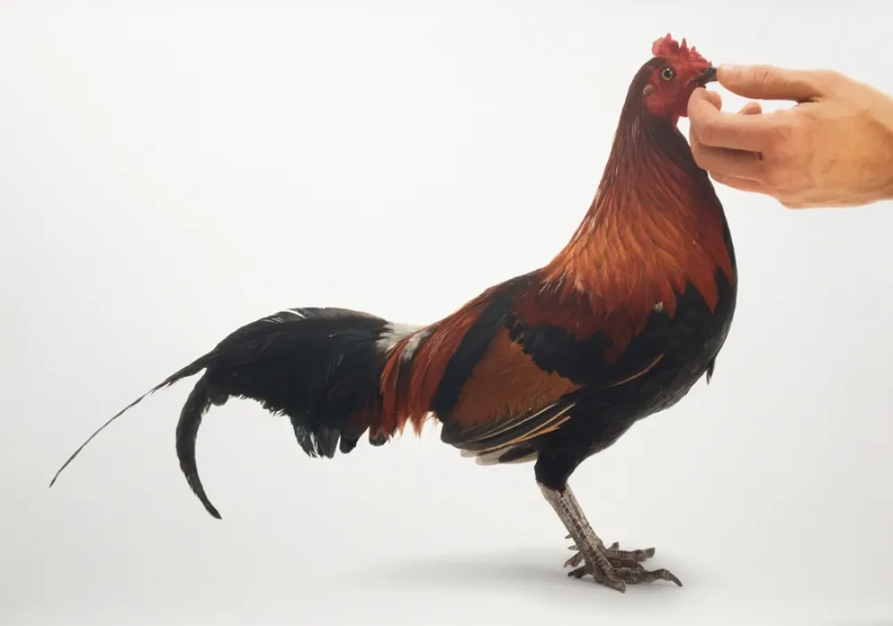 复数作品 Vanmechelen - Feeding Chicken