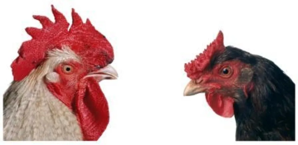 复数作品 Vanmechelen - Mechelse Bresse (M) x English Redcap (F)