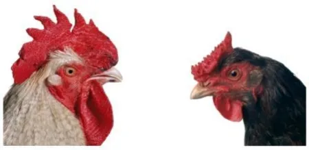 复数作品 Vanmechelen - Mechelse Bresse (M) x English Redcap (F)