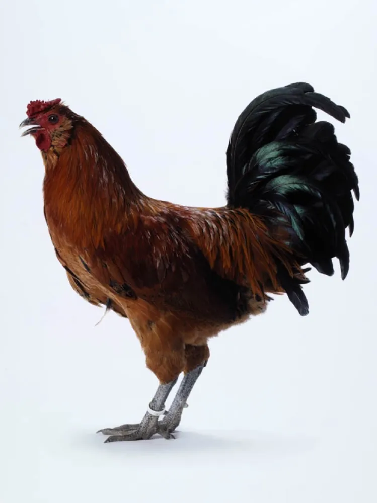 复数作品 Vanmechelen - Mechelse Owlbeard