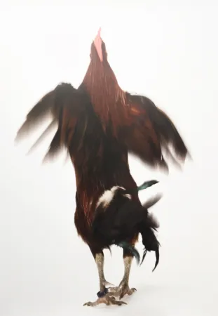 复数作品 Vanmechelen - Running Chicken