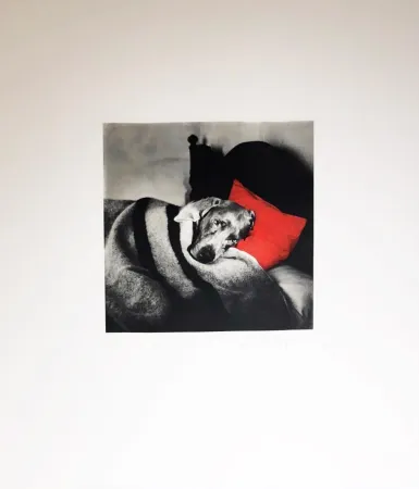 版画 Wegman - Cinderella Sleeping