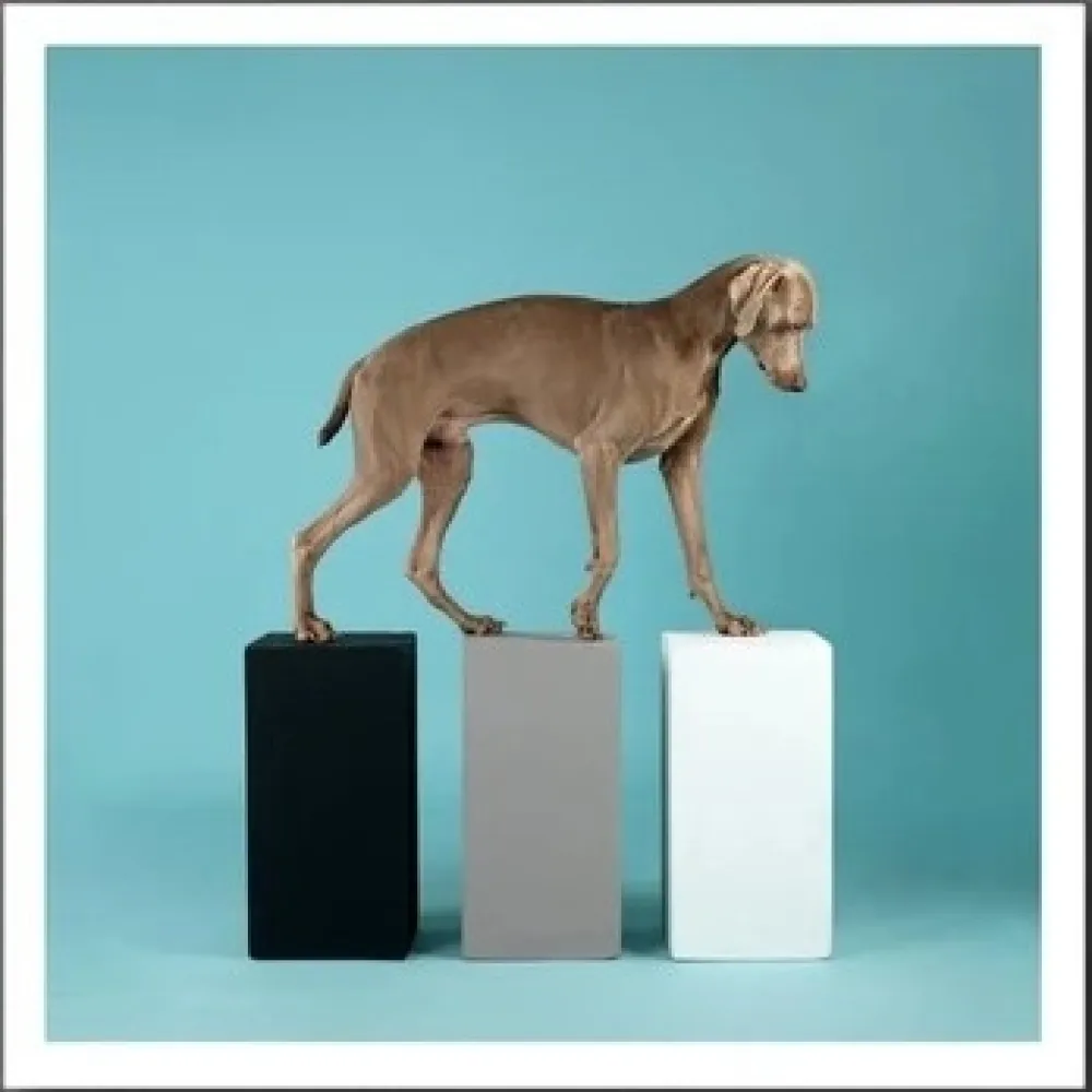 摄影 Wegman - DOG 