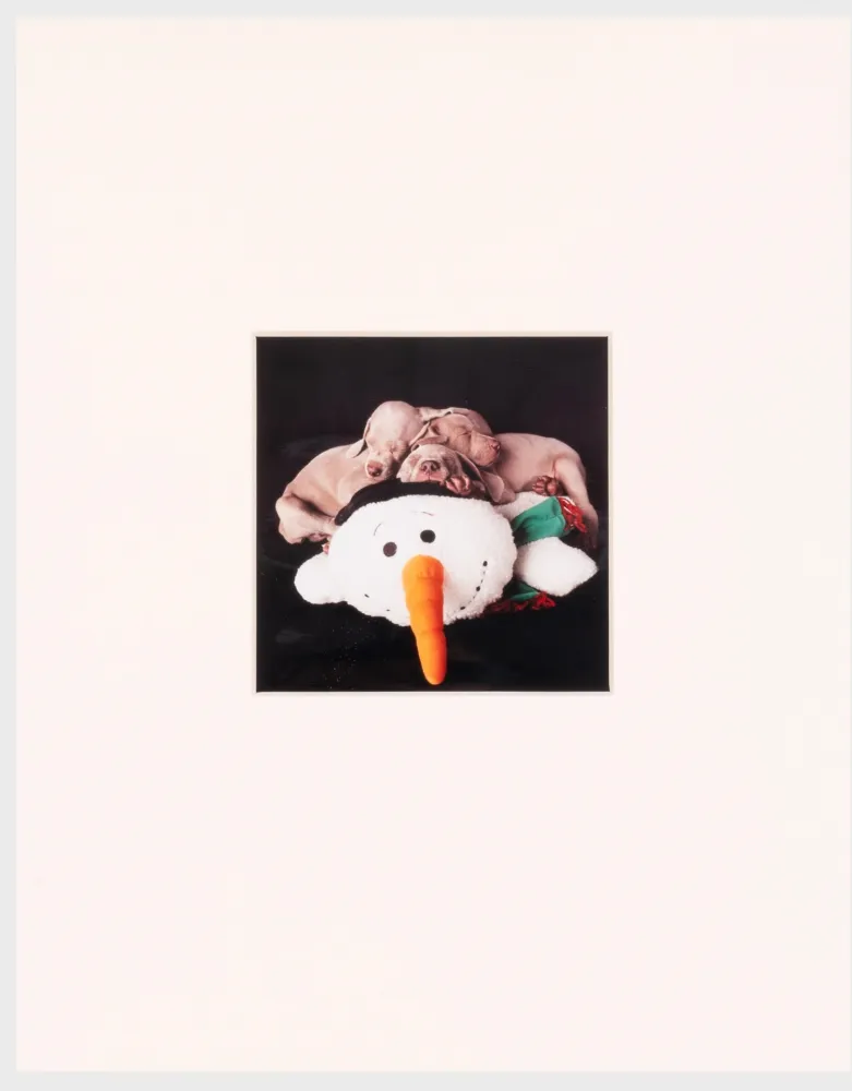 摄影 Wegman - Three for One