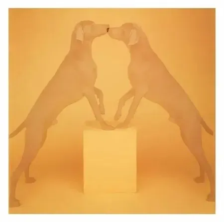 摄影 Wegman - Touching  1991/2018