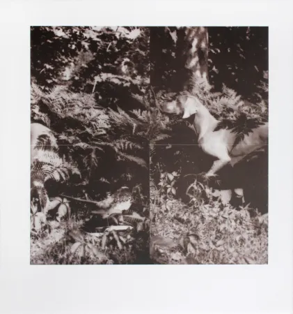 石版画 Wegman - Untitled