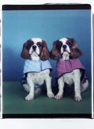 复数作品 Wegman - Untitled (Spaniels)