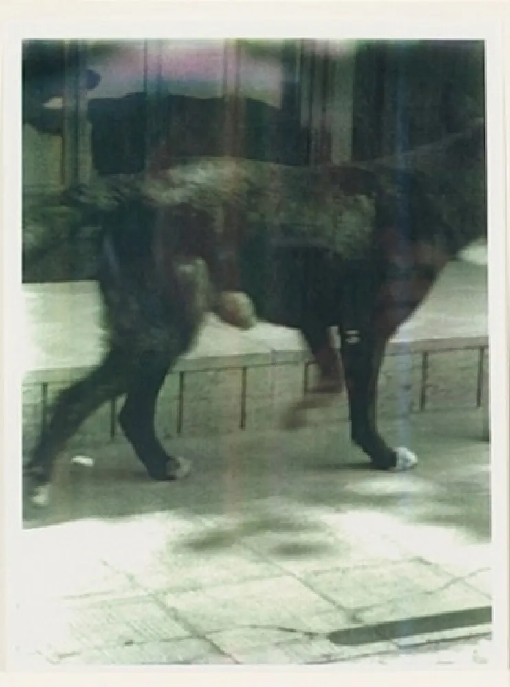 复数作品 Wool - Untitled