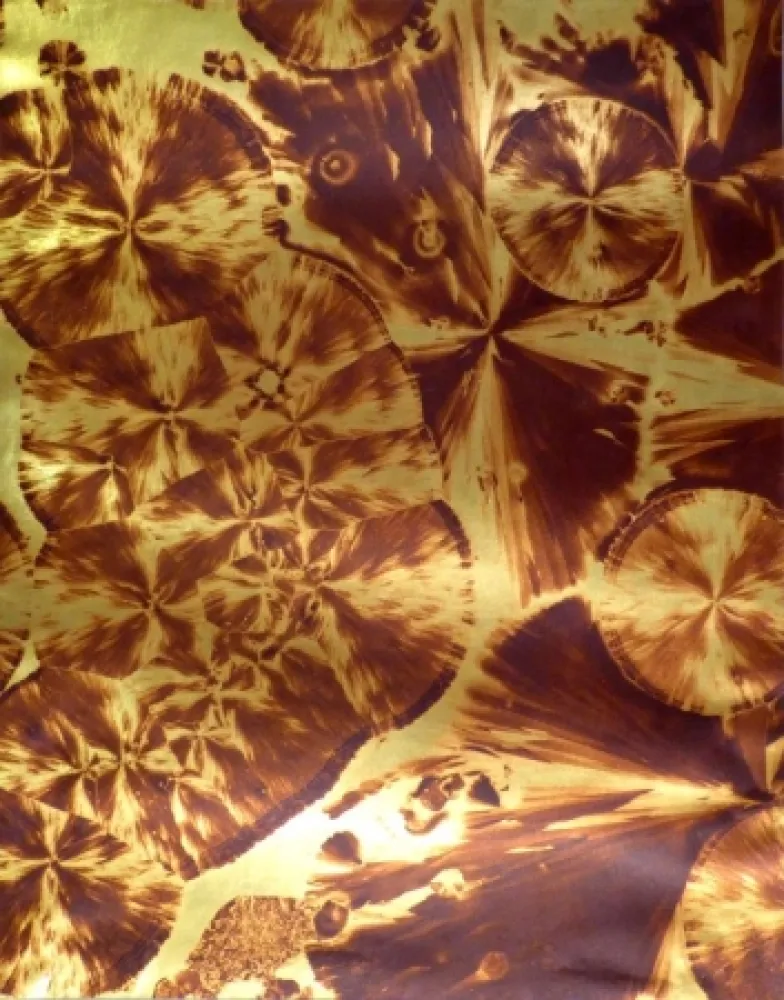 摄影 Albin Guillot - Micrographie décorative