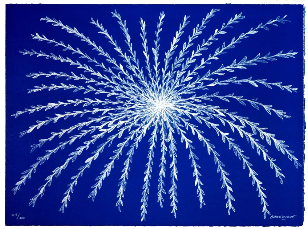 石版画 Baudelocque - Etoile végétale