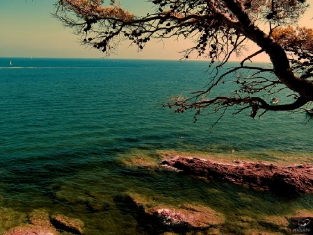 摄影 Bohorquez - Bleu