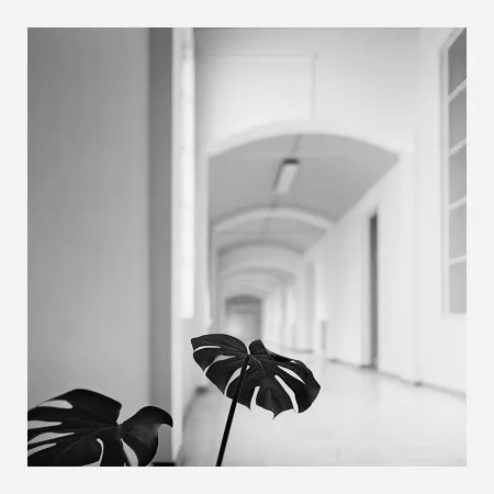 摄影 Canovas - ACHING PLANTS - 2